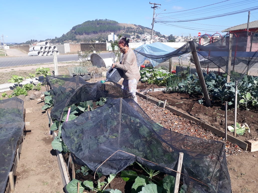 Prefeitura de Lages Colheita Feliz: Horta do bairro Universitário tem produção orgânica de hortaliças