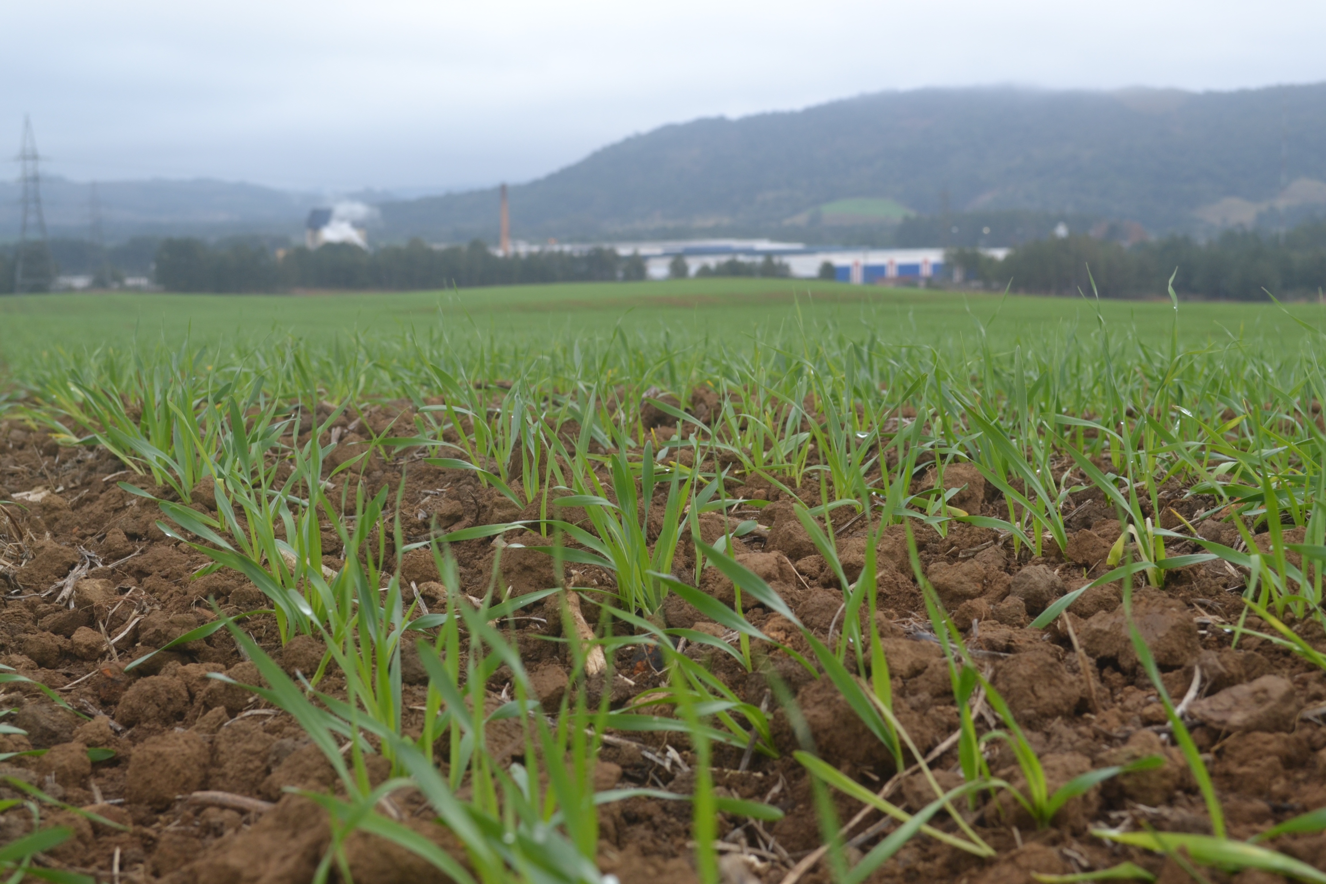 Prefeitura de Lages Cevada já é cultivada na Fazenda Santa Catarina, em Lages