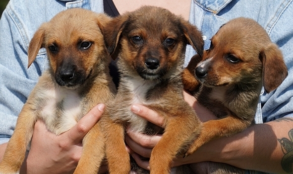 Prefeitura de Lages Centro de Controle de Zoonoses realiza média de 300 procedimentos ao mês e executa 11 atividades diferentes além do controle populacional de cães e gatos