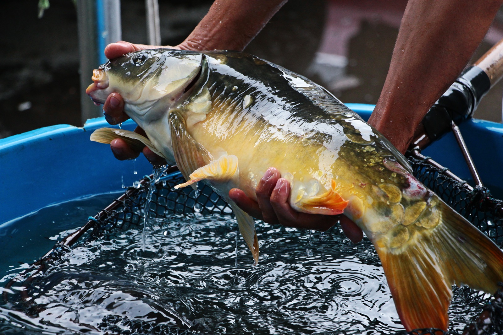 Prefeitura de Lages Feira da Semana Santa venderá seis toneladas de peixe vivo
