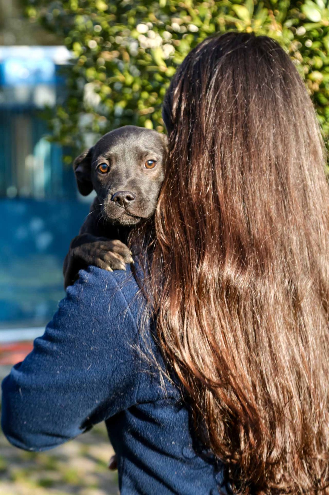 Prefeitura de Lages Lages assegura acesso de animais de suporte emocional em espaços públicos e privados