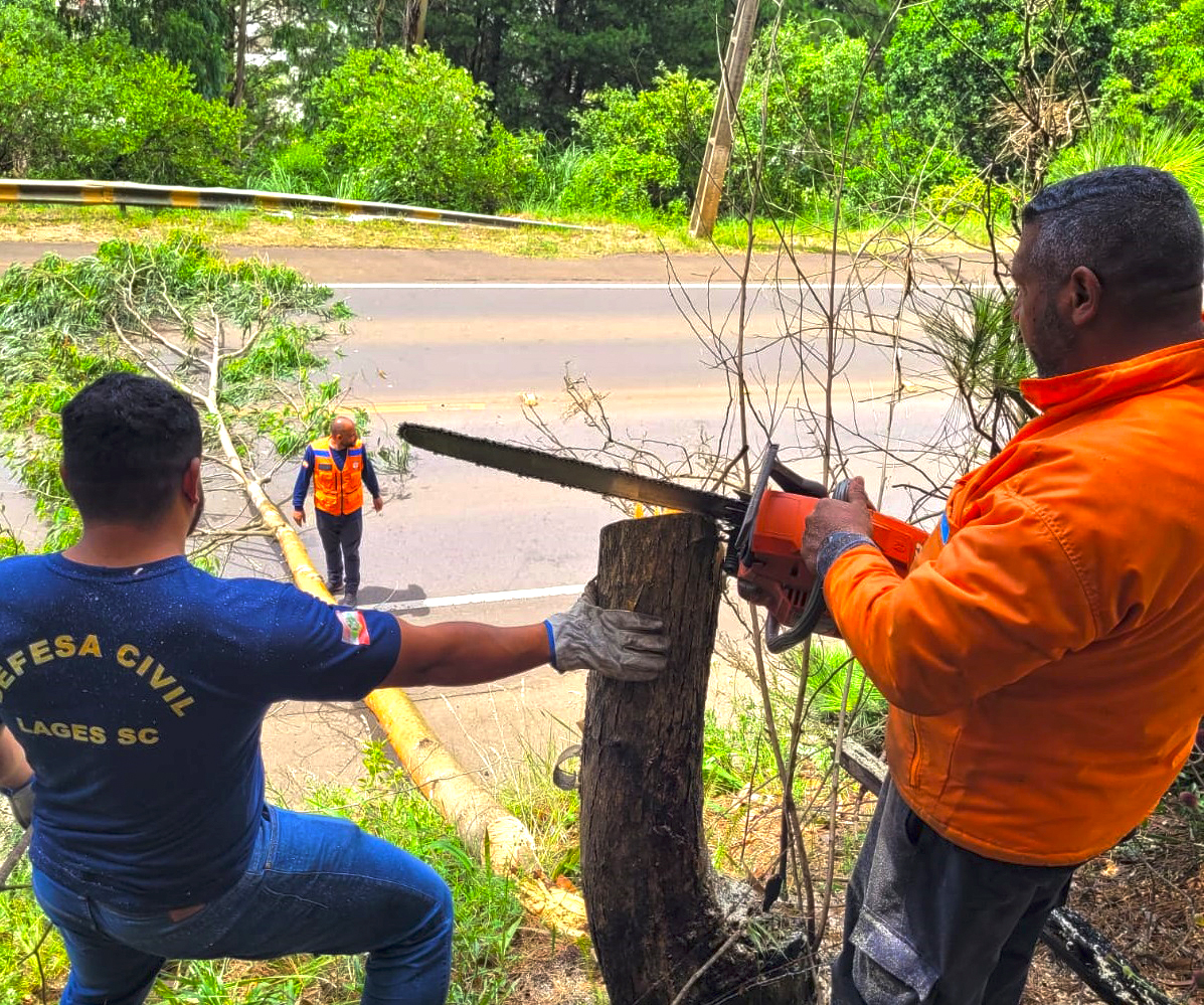 Prefeitura de Lages Defesa Civil Municipal faz supressão de árvores de pinus na avenida Santa Catarina por risco de queda