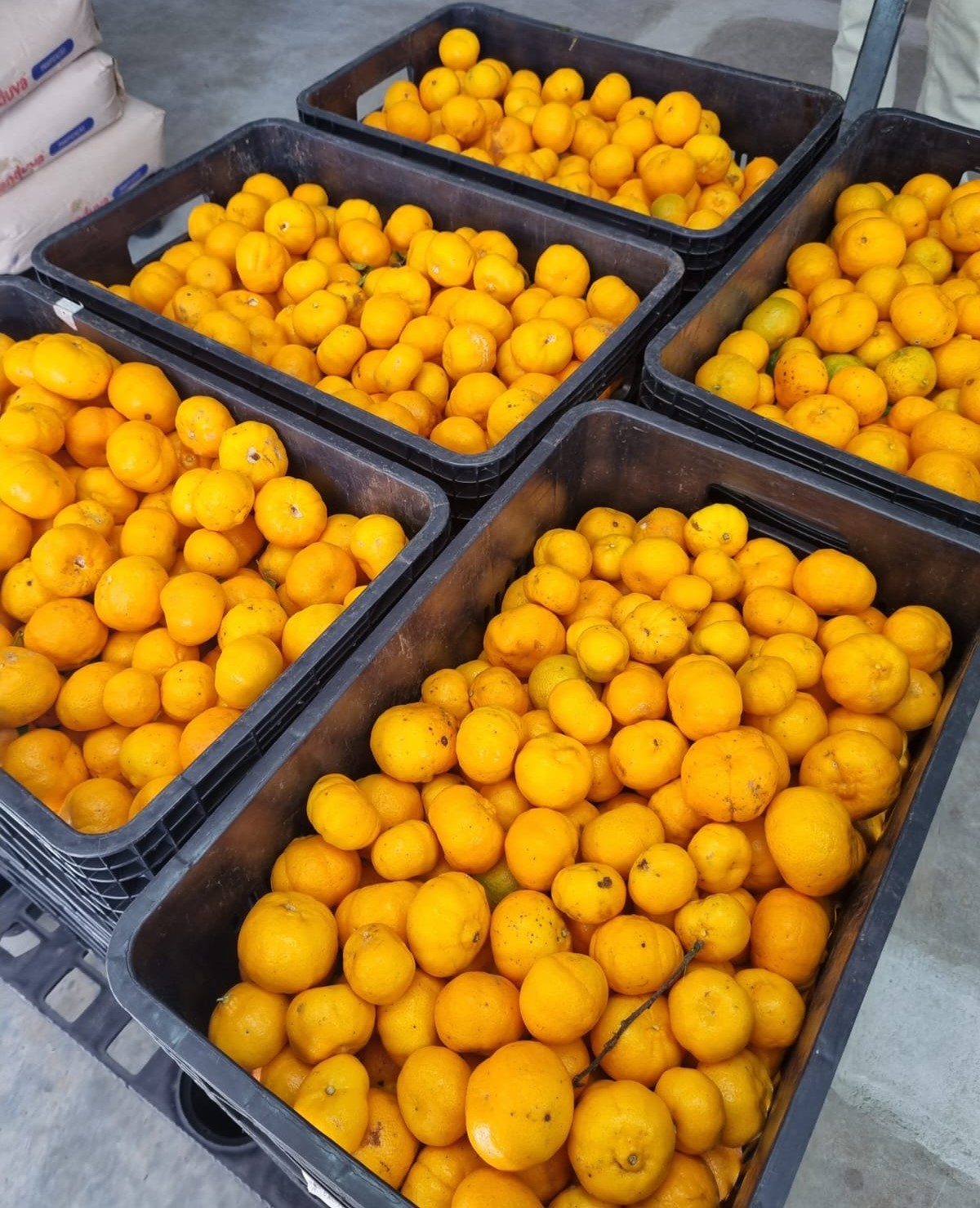 Prefeitura de Lages Banco de Alimentos de Lages abre cadastramento de fornecedores e recebedores para o Programa de Aquisição de Alimentos Federal