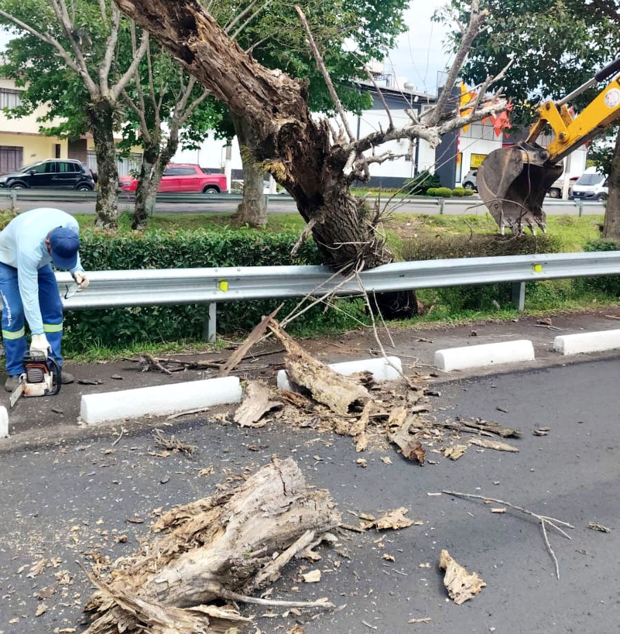 Prefeitura de Lages Árvores com risco de queda são preventivamente retiradas na Avenida Belisário Ramos