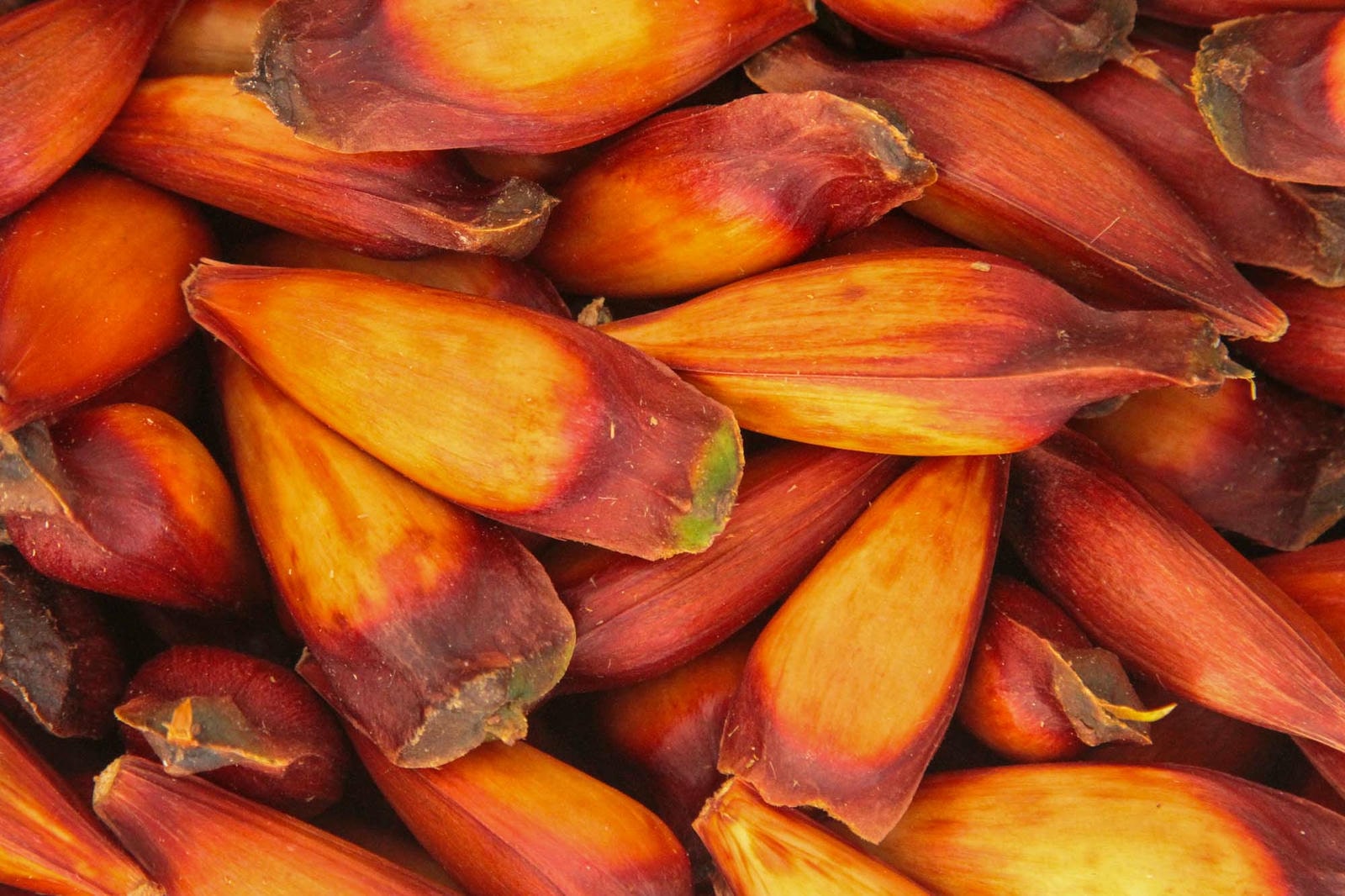 Prefeitura de Lages Pesquisa do Procon aponta variação no preço do pinhão em Lages e orienta consumidores sobre onde encontrar o produto