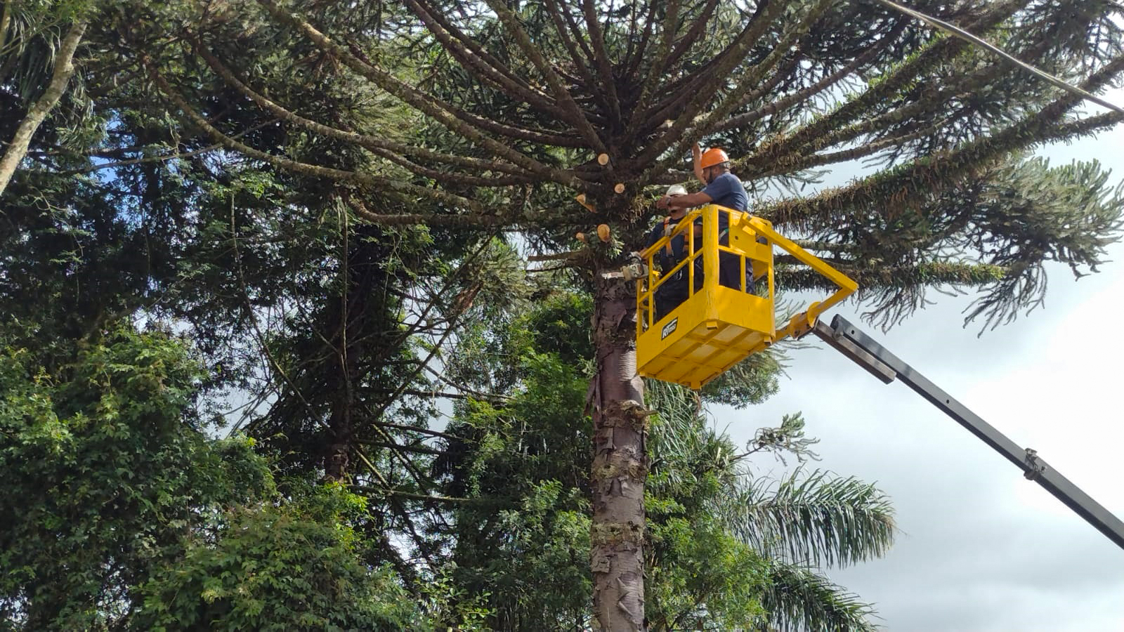 Prefeitura de Lages Defesa Civil Municipal realiza supressão de araucária que colocava em risco residência de idosa no bairro Restinga Seca