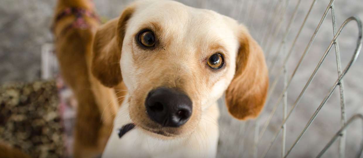 Prefeitura de Lages Coronavírus: Centro de Controle de Zoonoses mantém atendimento durante a pandemia