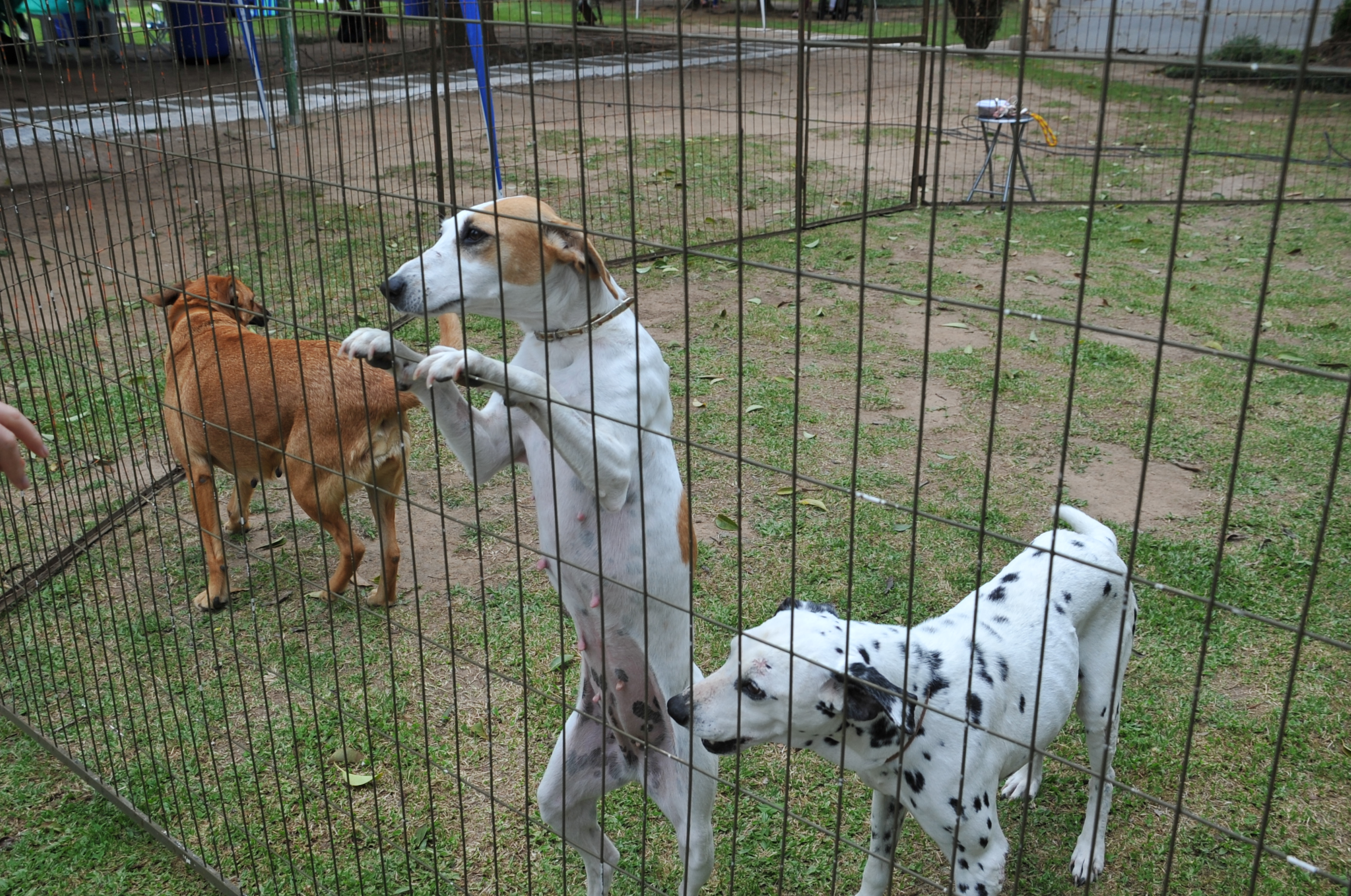 Prefeitura de Lages Prefeito Ceron sanciona Lei que institui a campanha Dezembro Verde de combate ao abandono de animais em Lages