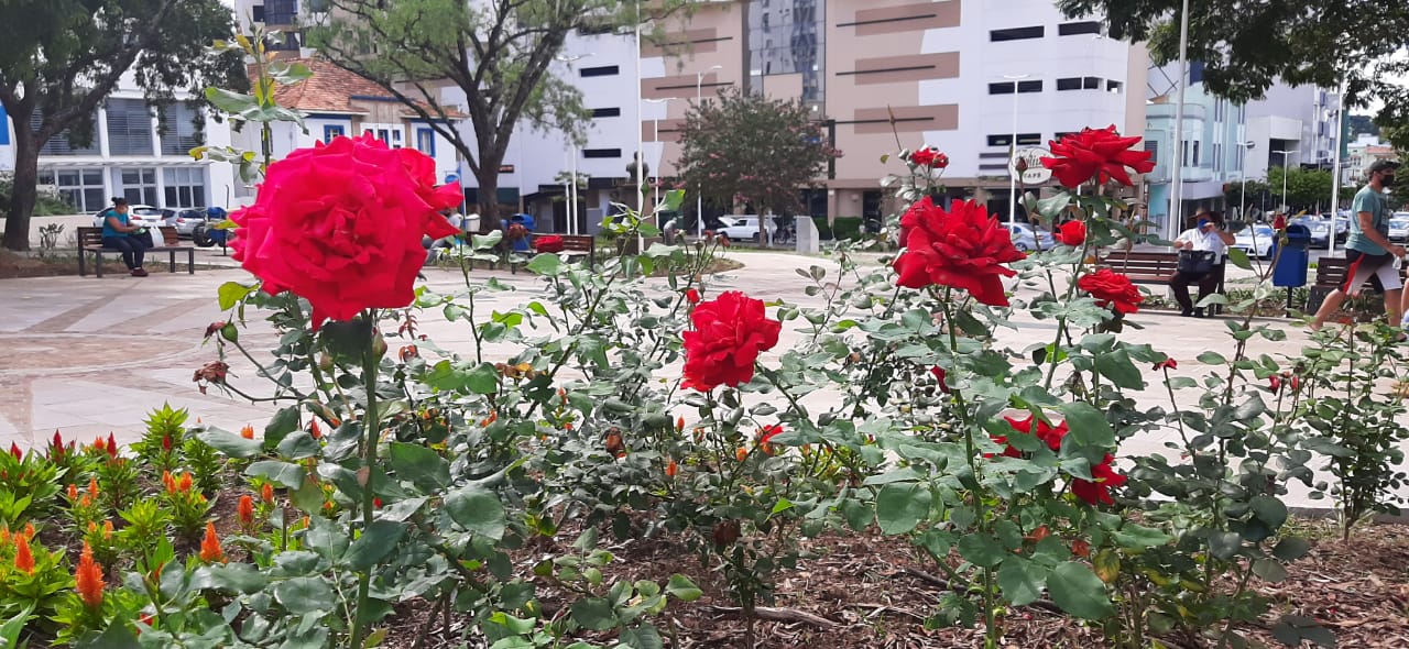 Prefeitura de Lages Lages está multi colorida e alegre com as flores de verão 