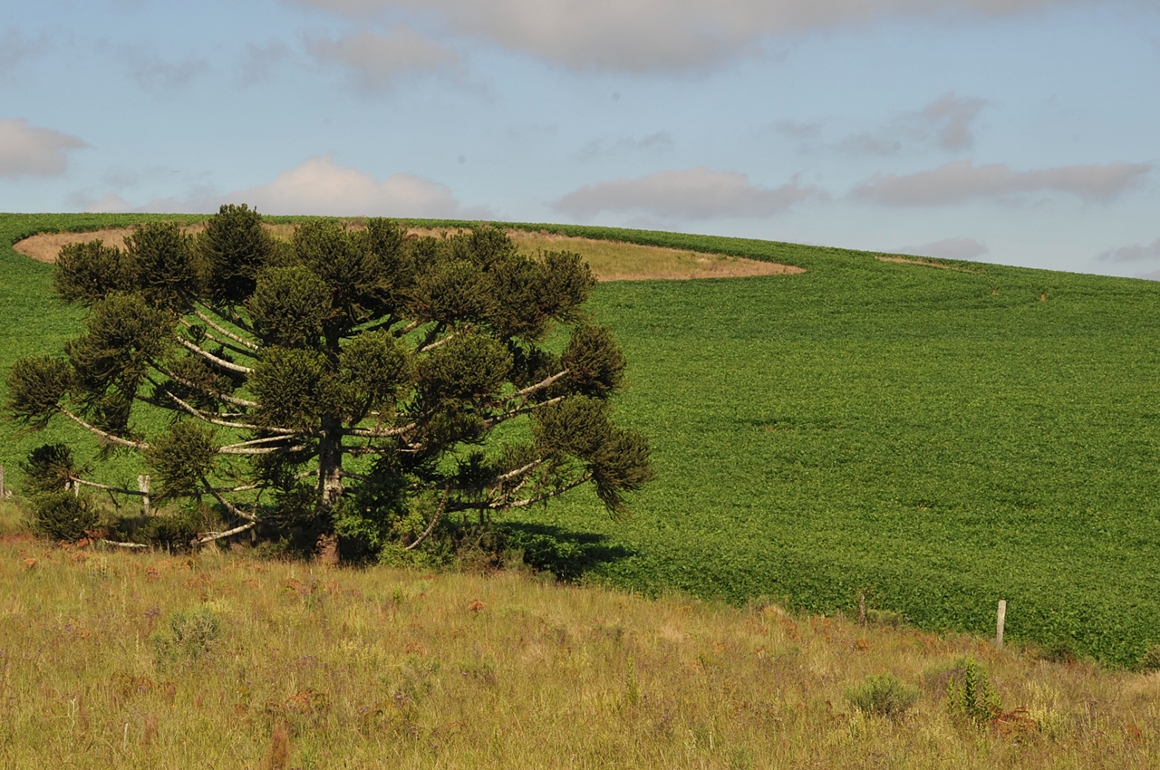 Prefeitura de Lages Coxilha Rica terá colheita de aproximadamente 40 mil toneladas de cereais nesta safra 2020 - 2021