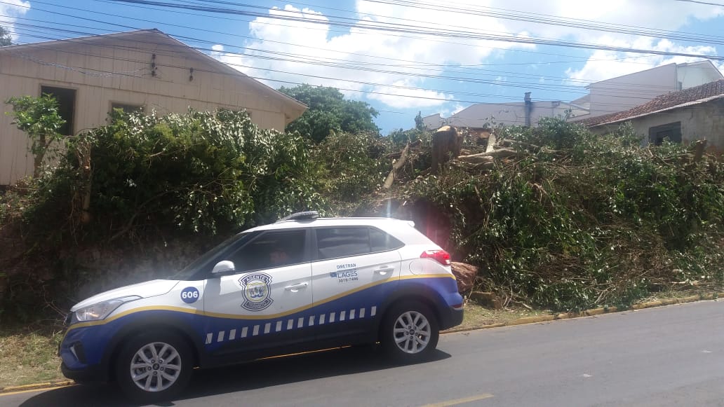 Prefeitura de Lages Árvore teve de ser cortada para garantir segurança no trânsito