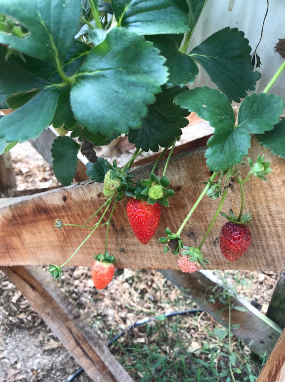 Prefeitura de Lages Produtoras de morangos e panifícios de Rancho de Tábuas levam cores e sabores para entidades filantrópicas e escolas municipais de Lages