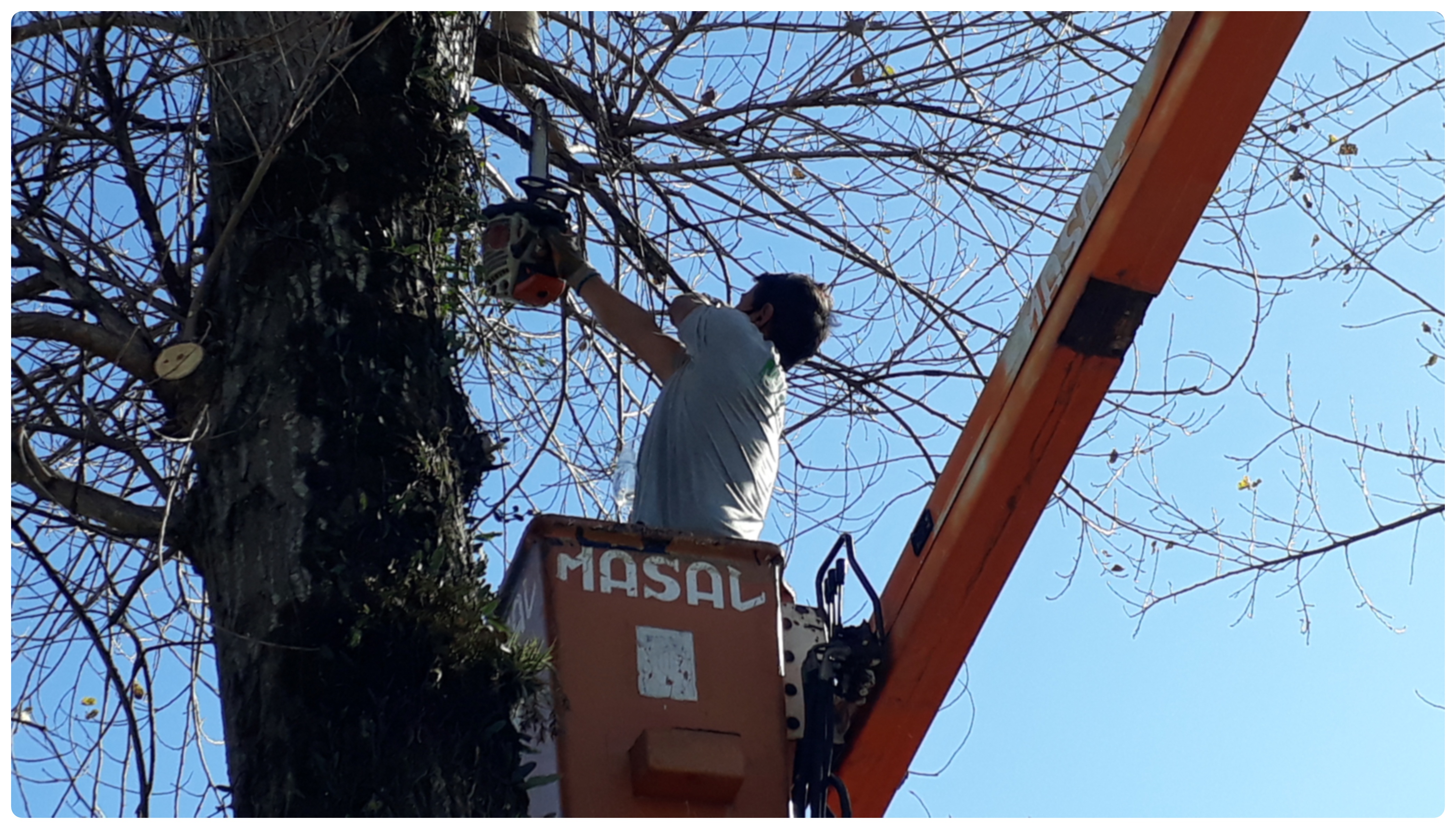 Prefeitura de Lages Árvores da avenida Carahá são podadas