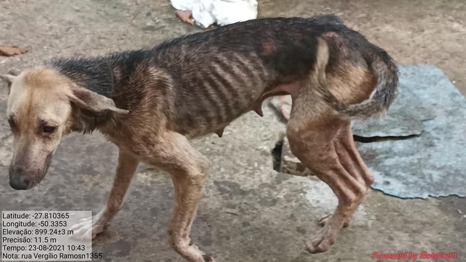 Prefeitura de Lages Prefeitura e Polícia atendem mais uma denúncia de maus-tratos a animais em Lages