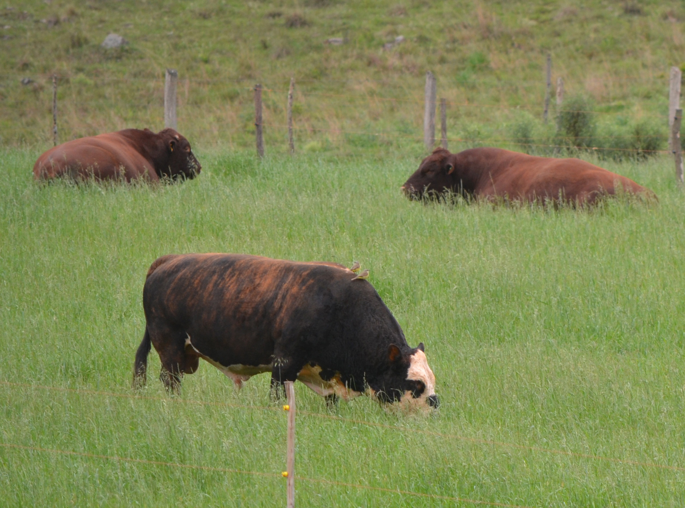 Prefeitura de Lages Pecuária lageana se desenvolve, na última década