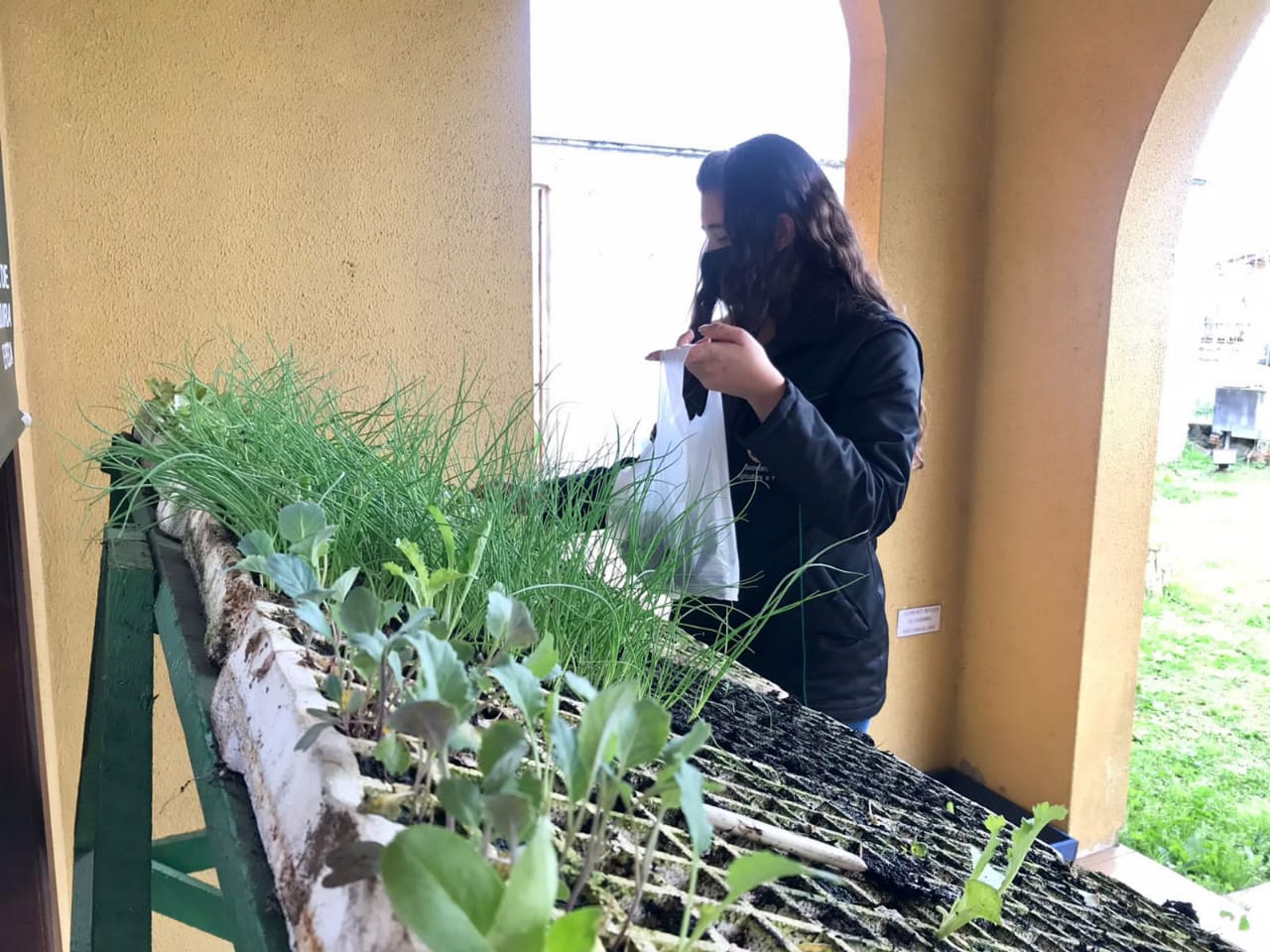 Prefeitura de Lages Projeto Cultivar, da Prefeitura, já distribuiu quase 32 mil mudas de hortaliças para a comunidade em apenas quatro meses de atuação