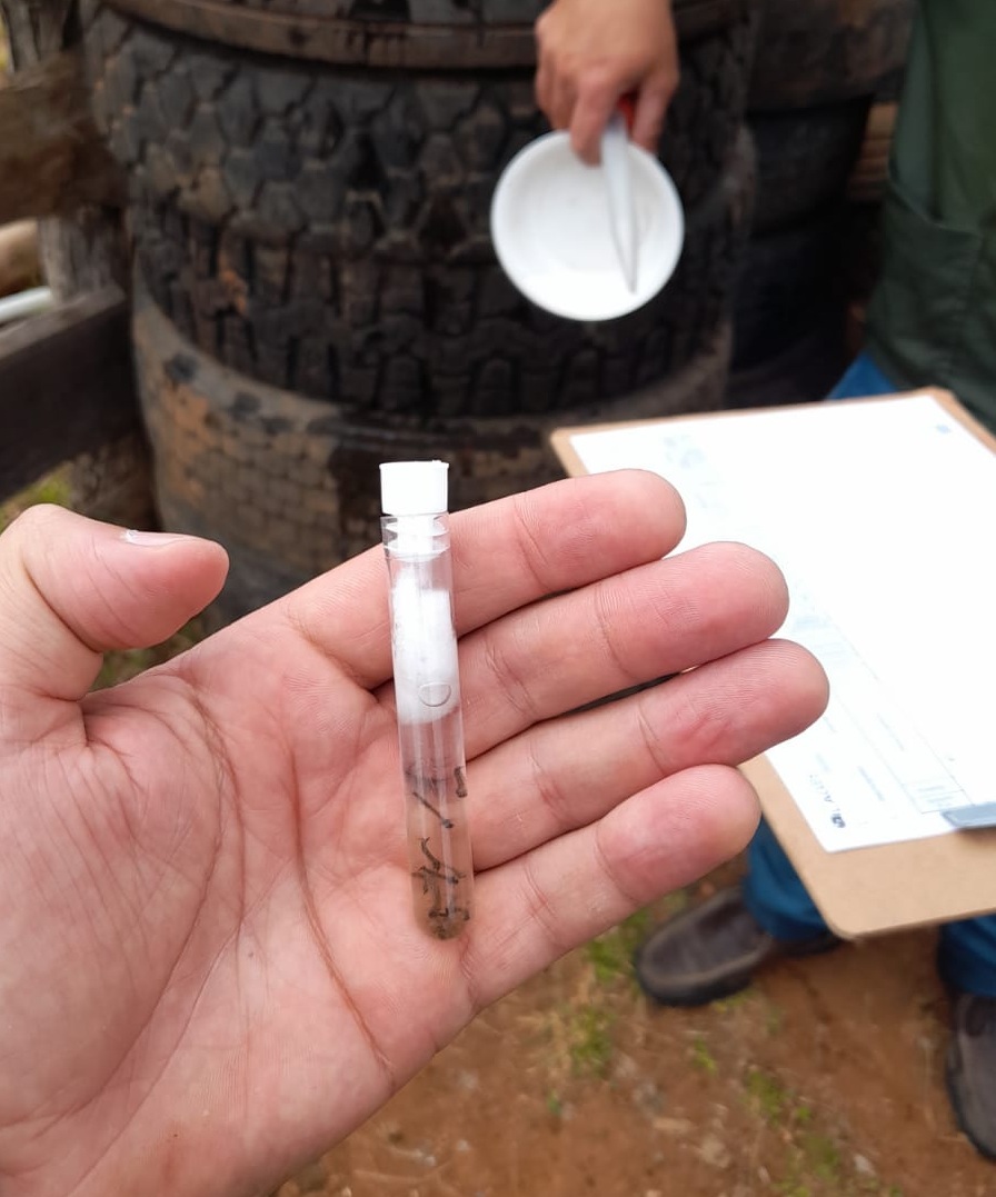 Prefeitura de Lages Agentes de Vigilância e Prevenção à Dengue, da Prefeitura, encontram larvas do mosquito Aedes Aegypti em borracharia do Salto Caveiras