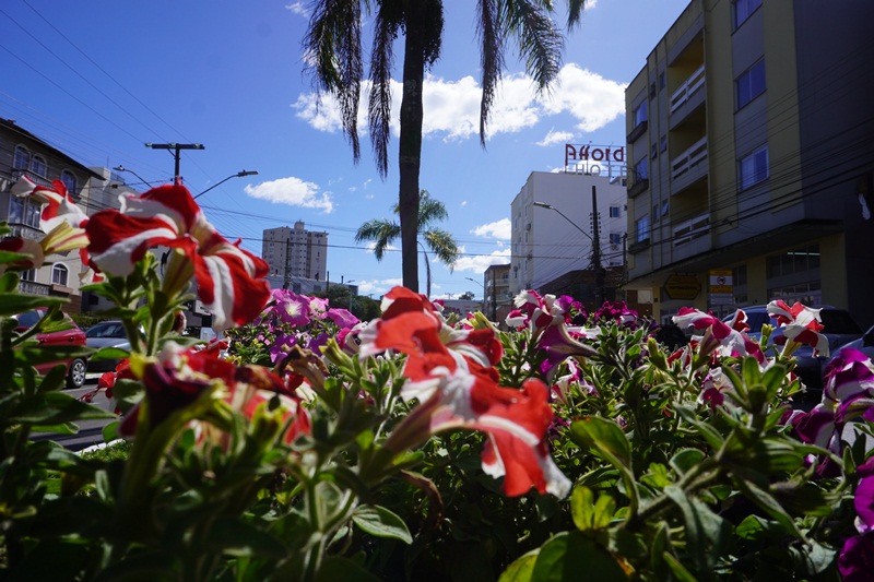 Prefeitura de Lages Plantio e distribuição de mudas de árvores marca a chegada da Primavera em Lages