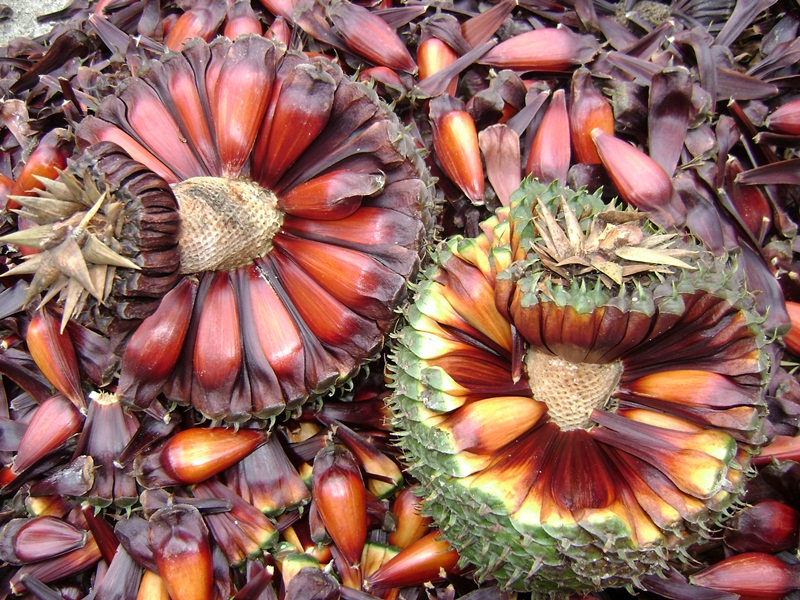 Prefeitura de Lages A semente que originou a maior festa gastronômica do Sul do Brasil