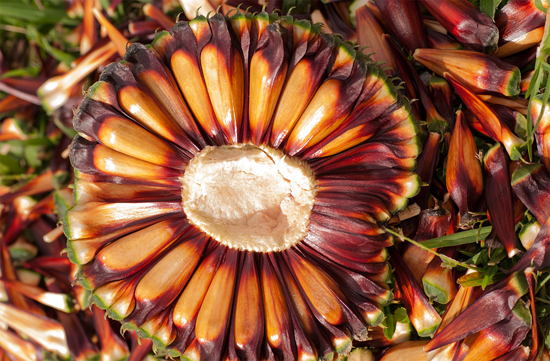 Prefeitura de Lages Colheita do Pinhão 2025 irá celebrar tradição e cultura serrana em Lages