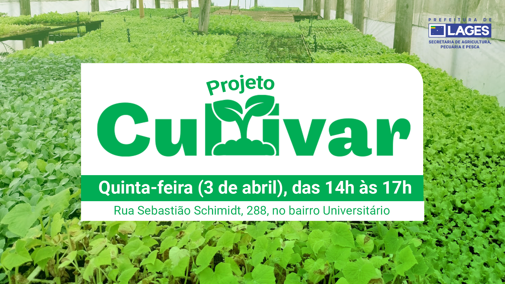 Prefeitura de Lages Hoje tem distribuição de mudas de hortaliças do Programa Cultivar