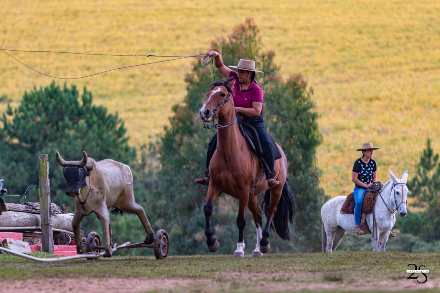 Prefeitura de Lages Nas rédeas da própria vida, Sabrina, a laçadora de sonhos: A jovem lageana trabalha como salgadeira, mas aos fins de semana um outro talento é revelado
