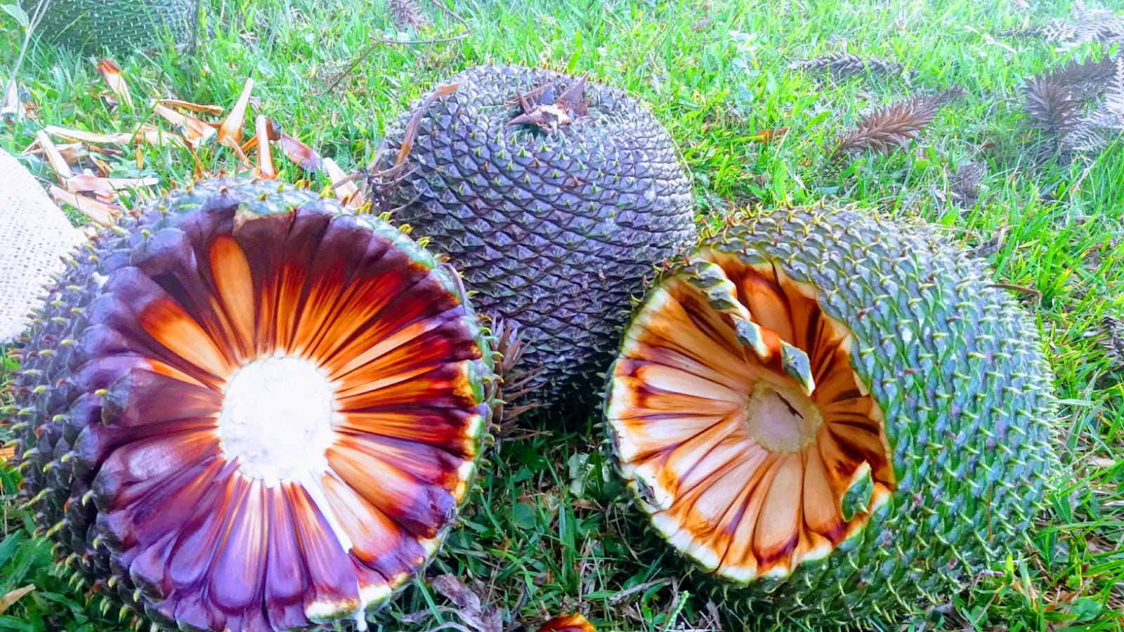 Prefeitura de Lages Procon faz levantamento sobre o preço do quilo do pinhão