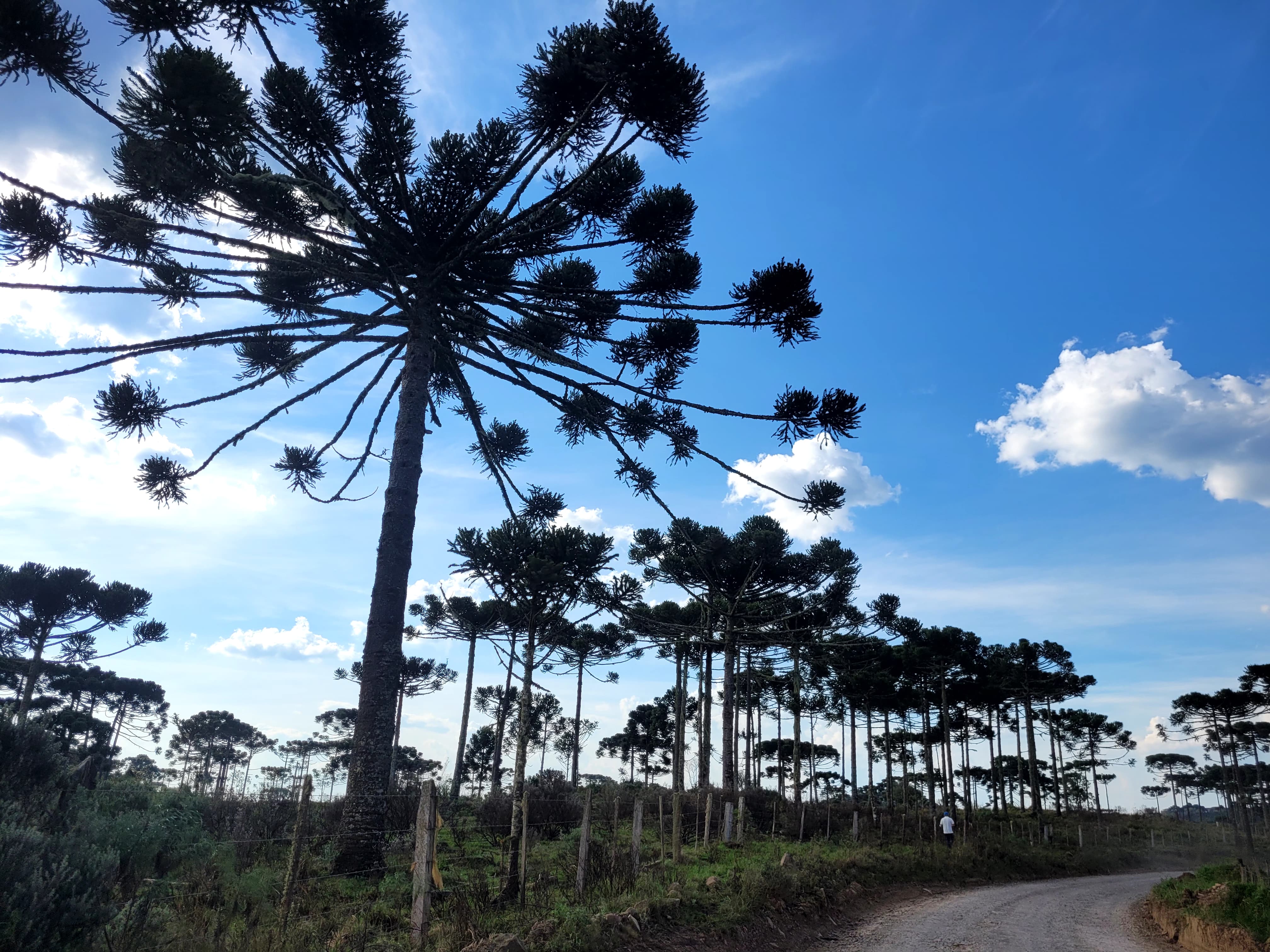 Prefeitura de Lages Secretaria da Saúde inicia campanha de prevenção de acidentes na colheita do pinhão