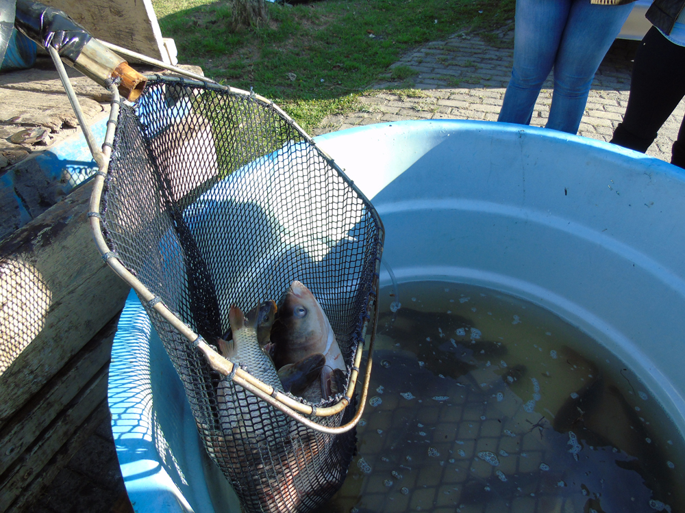 Prefeitura de Lages Feira do Peixe Vivo será realizada no Mercado Público