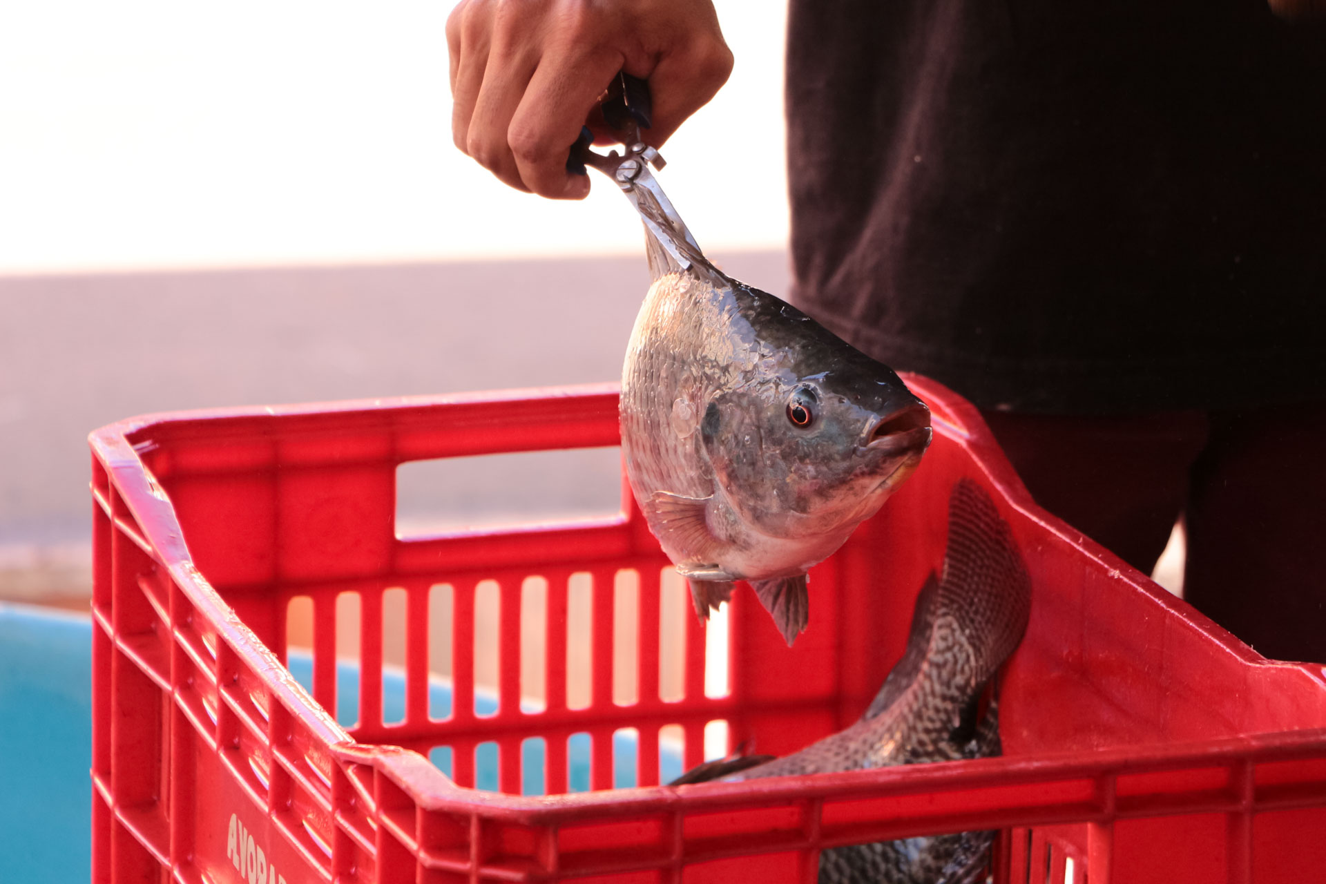 Prefeitura de Lages Feira do Peixe Vivo movimenta o Mercado Público