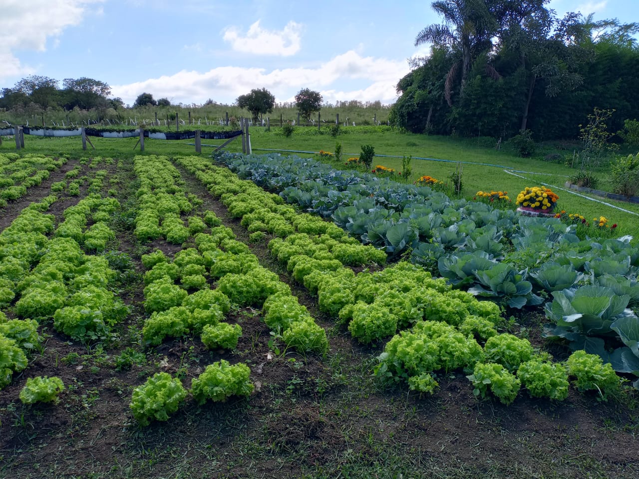 Prefeitura de Lages Horto Municipal tem agendamento de visitações