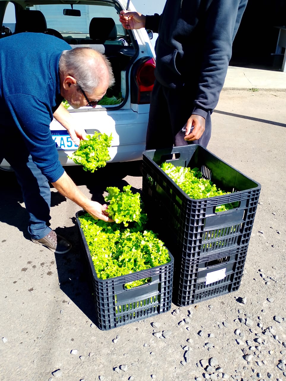 Prefeitura de Lages Hortaliças excedentes do Horto Municipal são fornecidas ao Banco de Alimentos