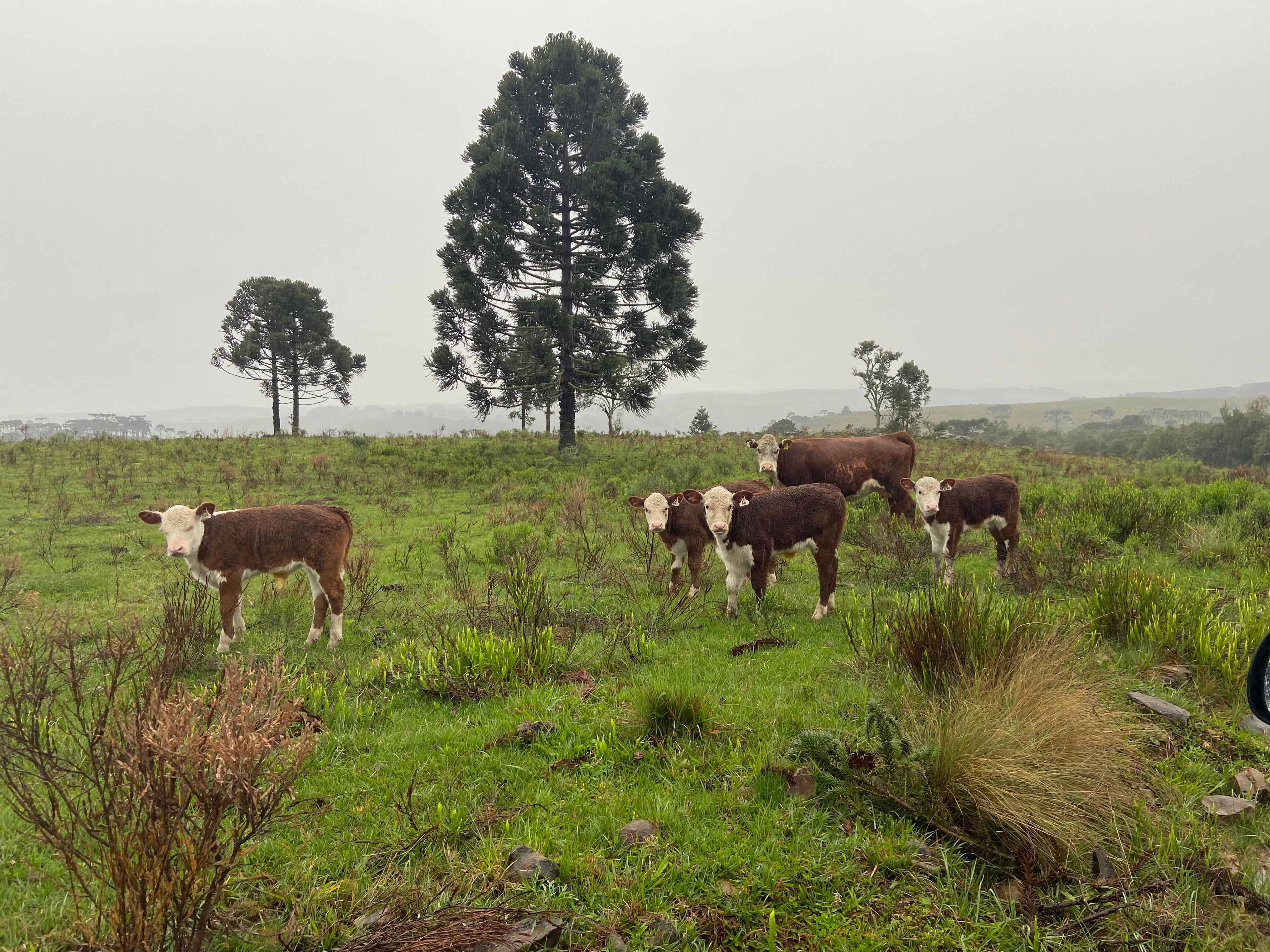Prefeitura de Lages Melhoramento Genético é desenvolvido pela Prefeitura de Lages e já viabilizou entrega superior a sete mil doses de sêmen de gado de leite e corte  