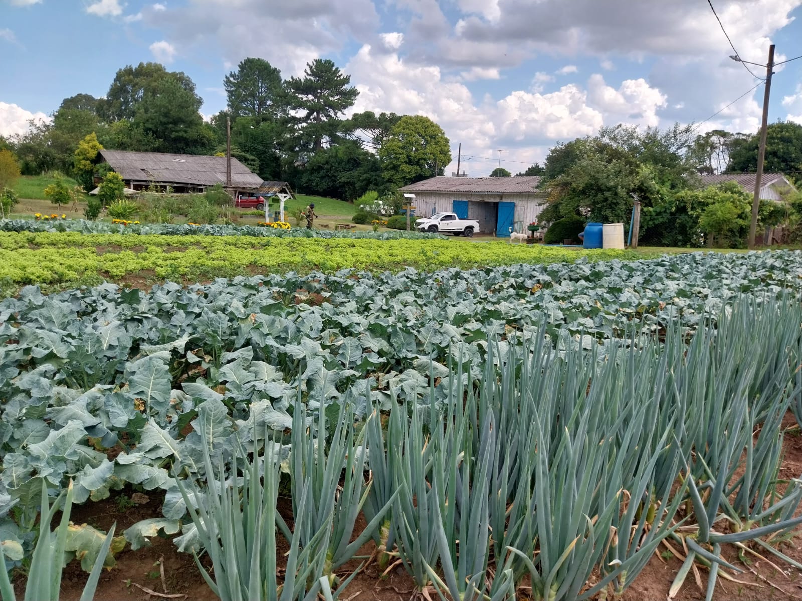 Prefeitura de Lages Horto Municipal distribui mais de 32 mil mudas de cebola de cabeça