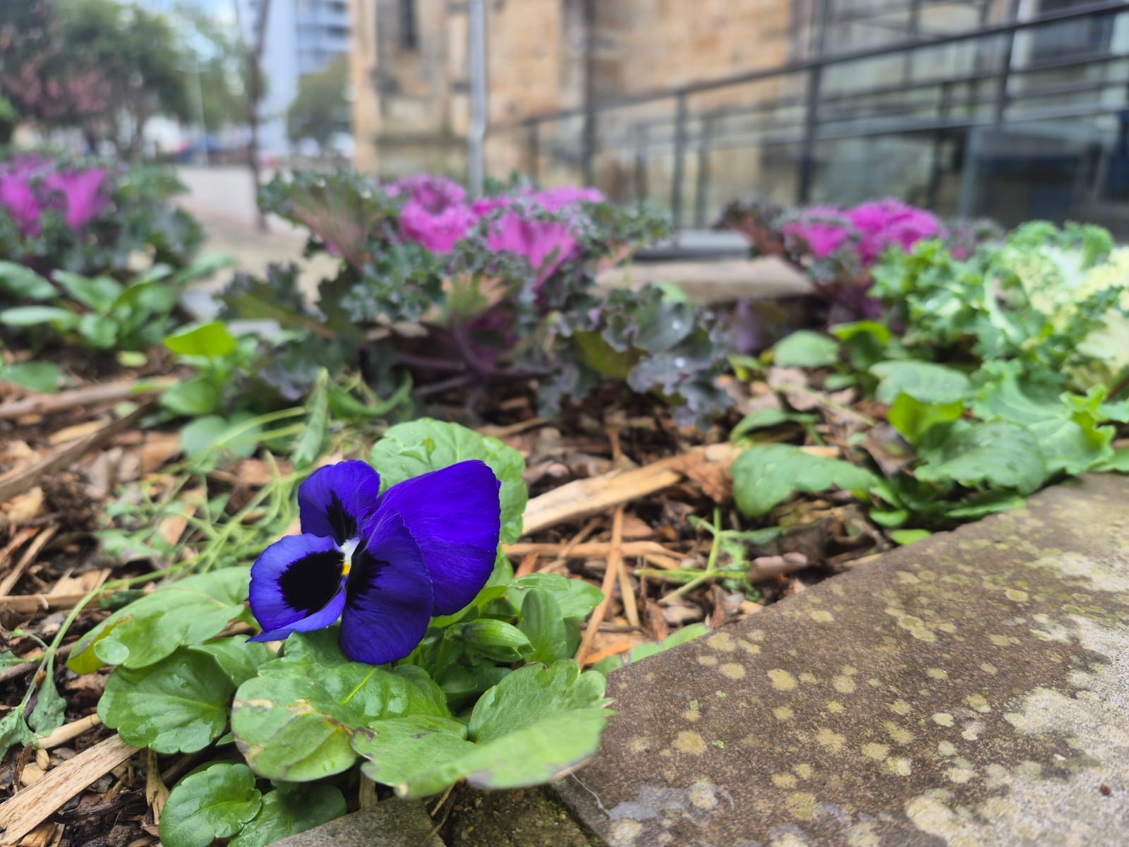 Prefeitura de Lages Paisagismo em Lages recebe mais de sete mil novas flores