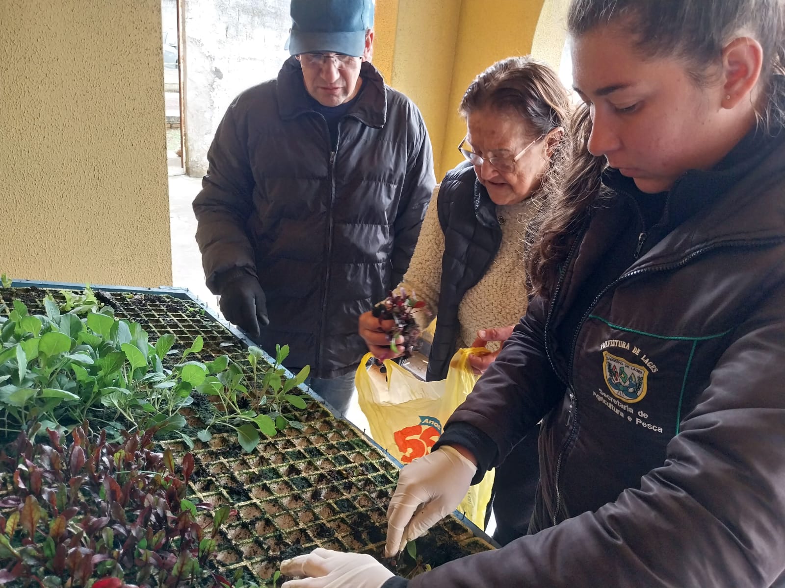 Prefeitura de Lages Mudas de hortaliças são distribuídas junto à Secretaria Municipal de Agricultura