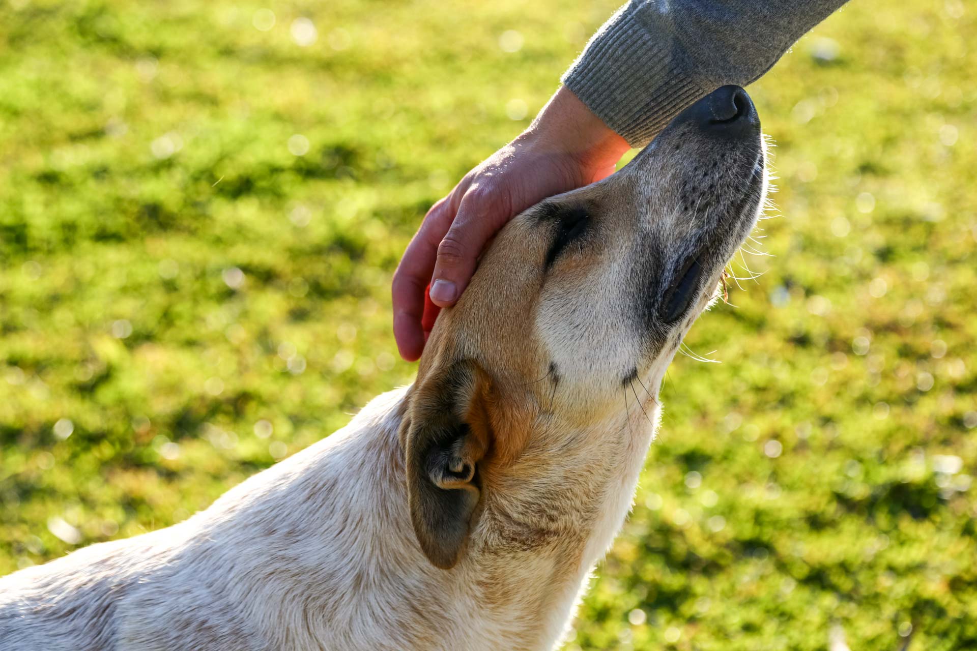 Prefeitura de Lages Lages fortalece compromisso com o bem-estar animal e impulsiona o número de castrações de cães e gatos