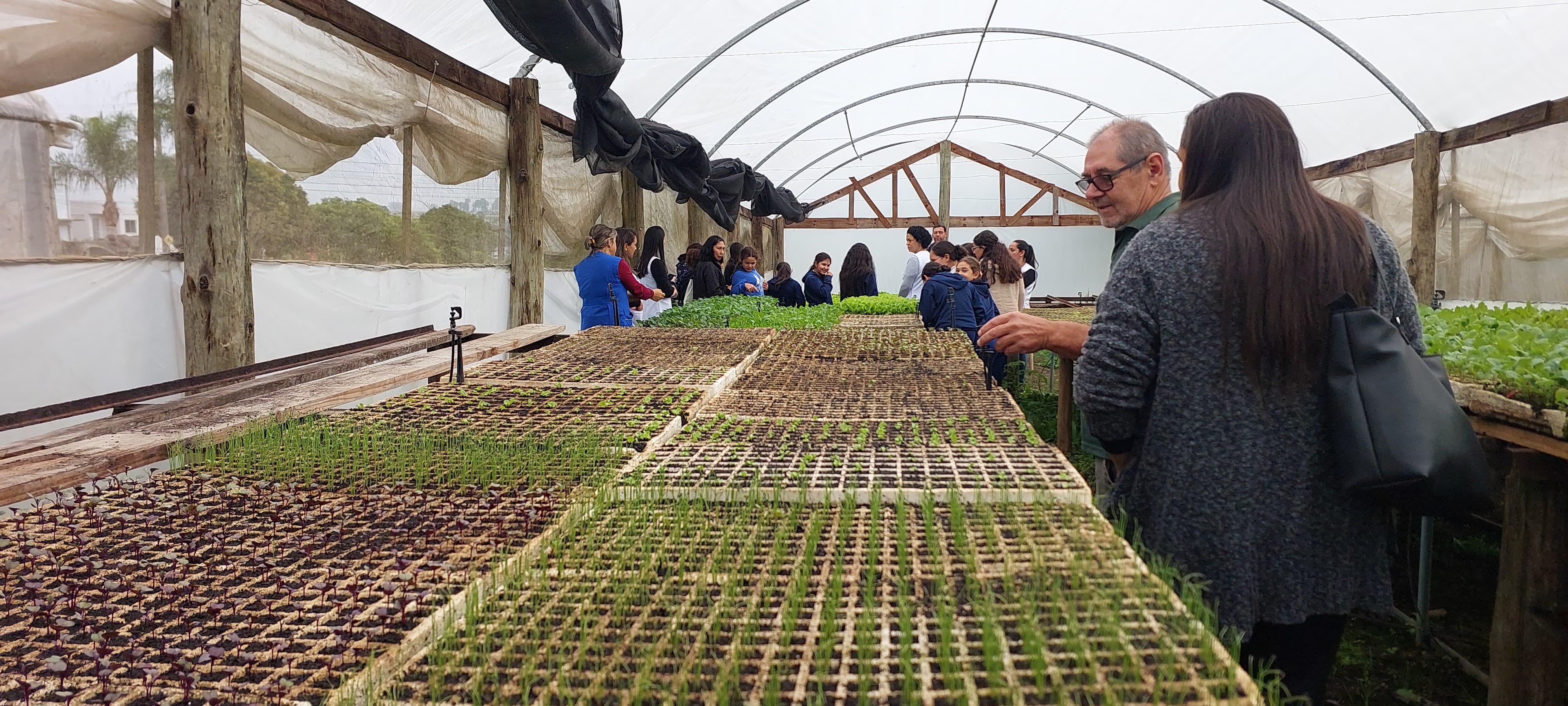 Prefeitura de Lages Secretaria de Agricultura, Pecuária e Pesca distribui 240 mil mudas de hortaliças em sete meses