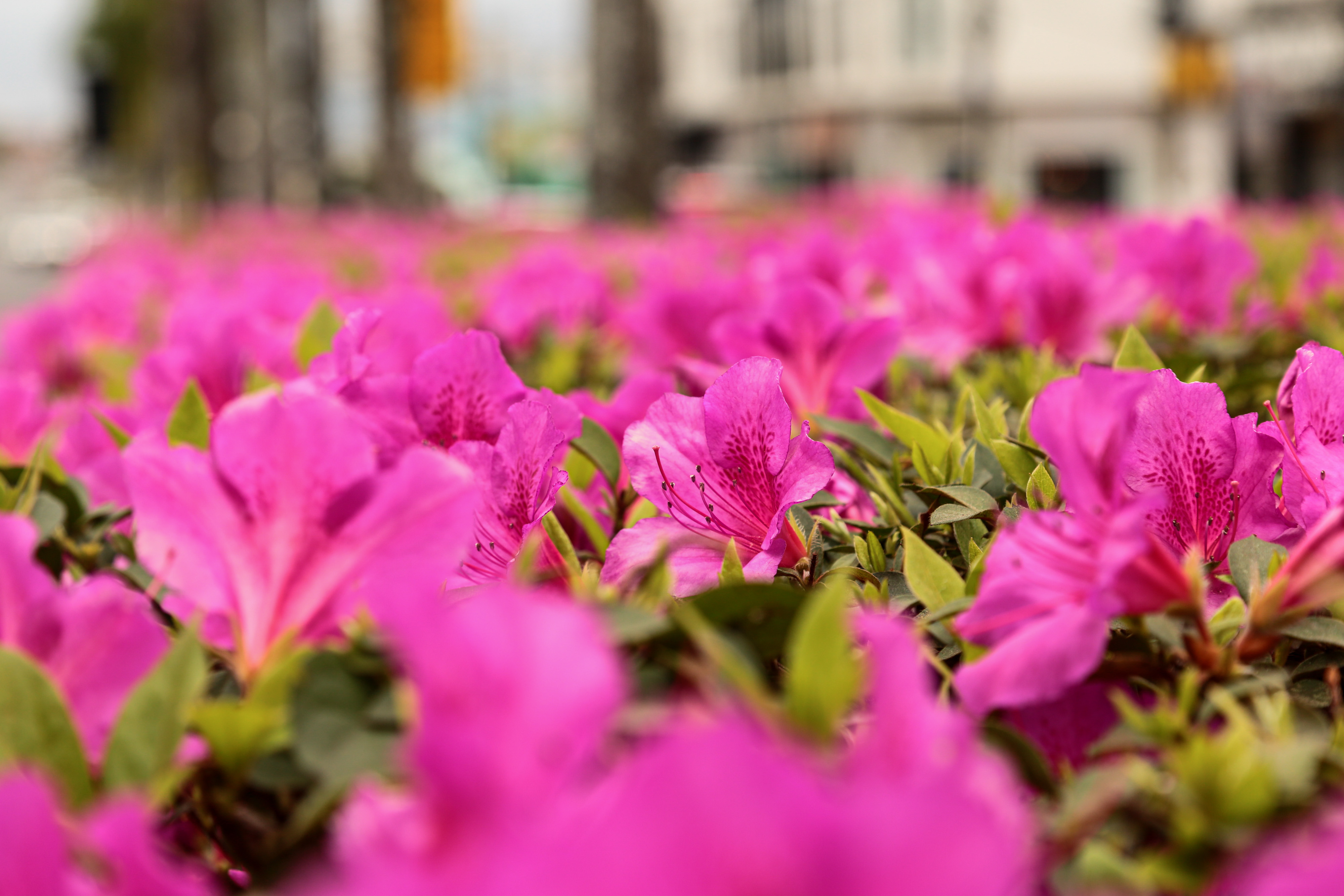 Prefeitura de Lages Primavera colore a avenida Luiz de Camões com flores azaleias
