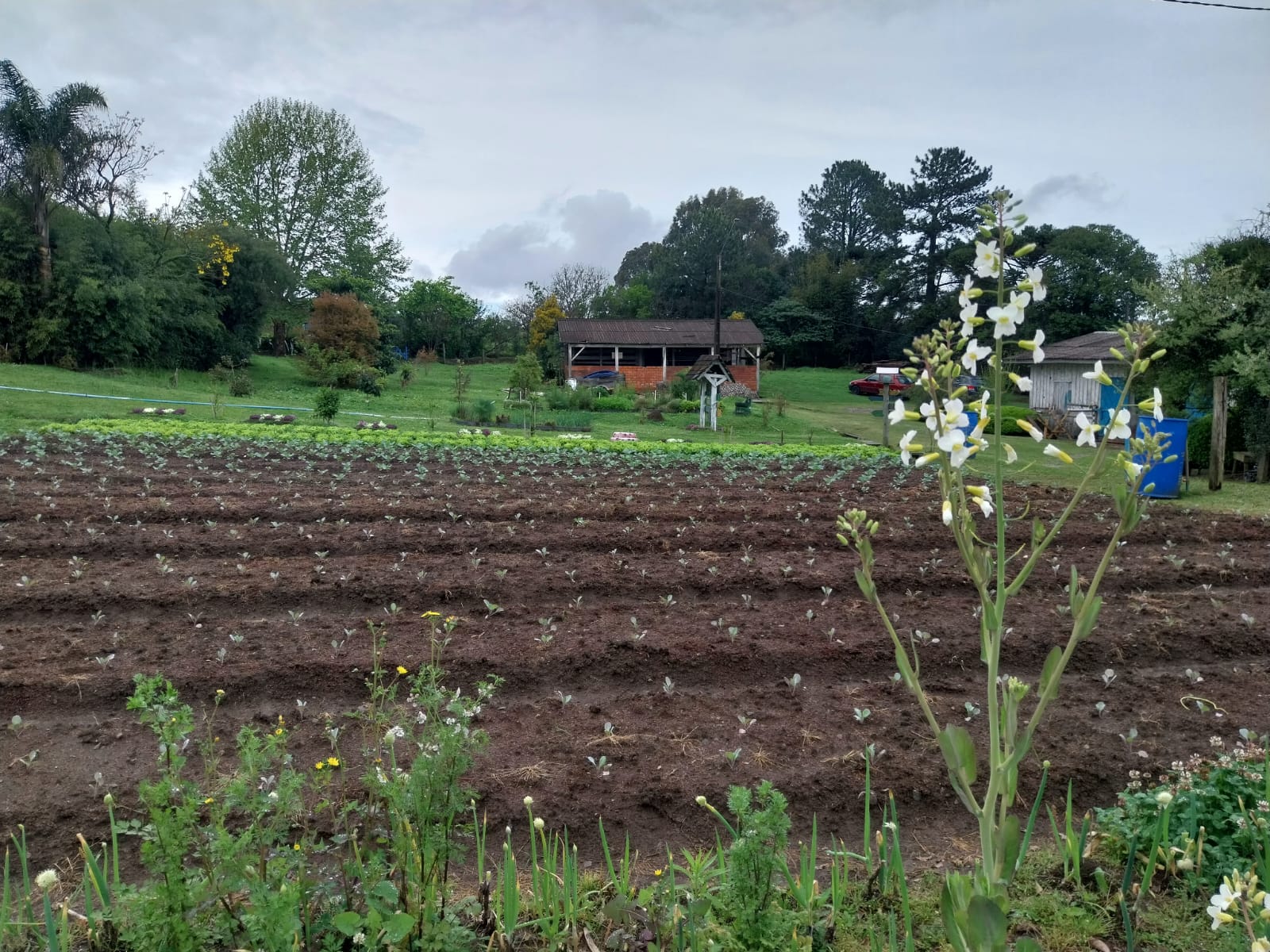 Prefeitura de Lages Horto Municipal distribui 365 mil mudas de hortaliças
