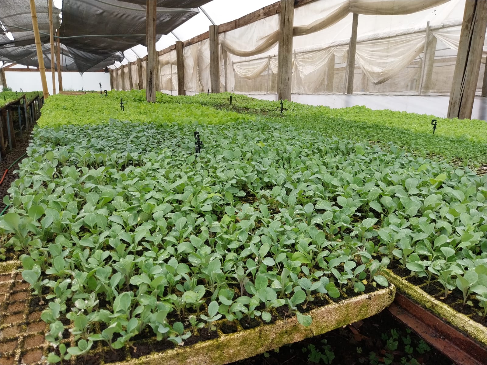 Prefeitura de Lages Mudas de hortaliças serão distribuídas neste sábado, no Tanque