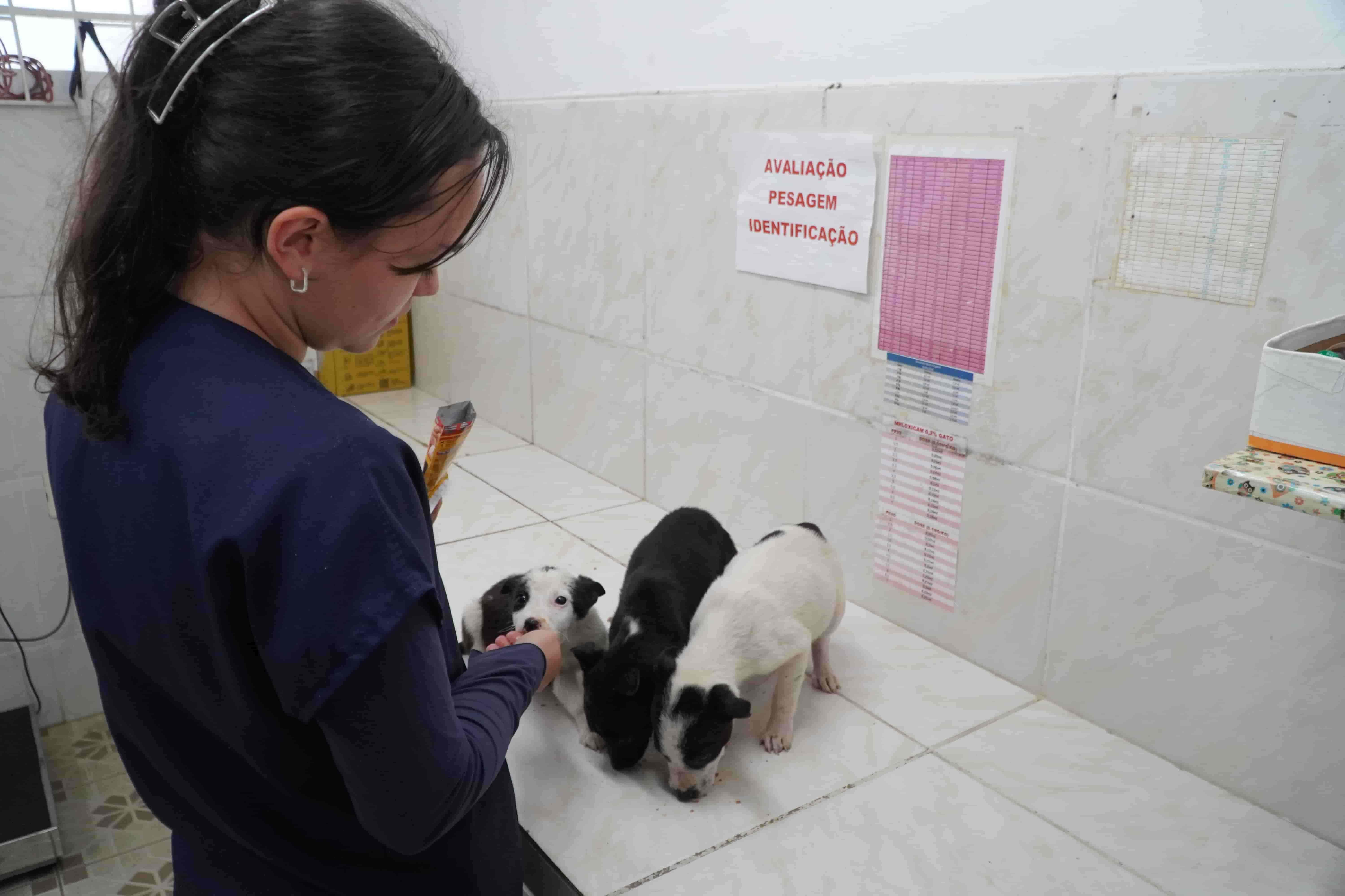 Prefeitura de Lages Centro de Bem-Estar Animal de Lages reúne ações de saúde, proteção e recuperação de animais