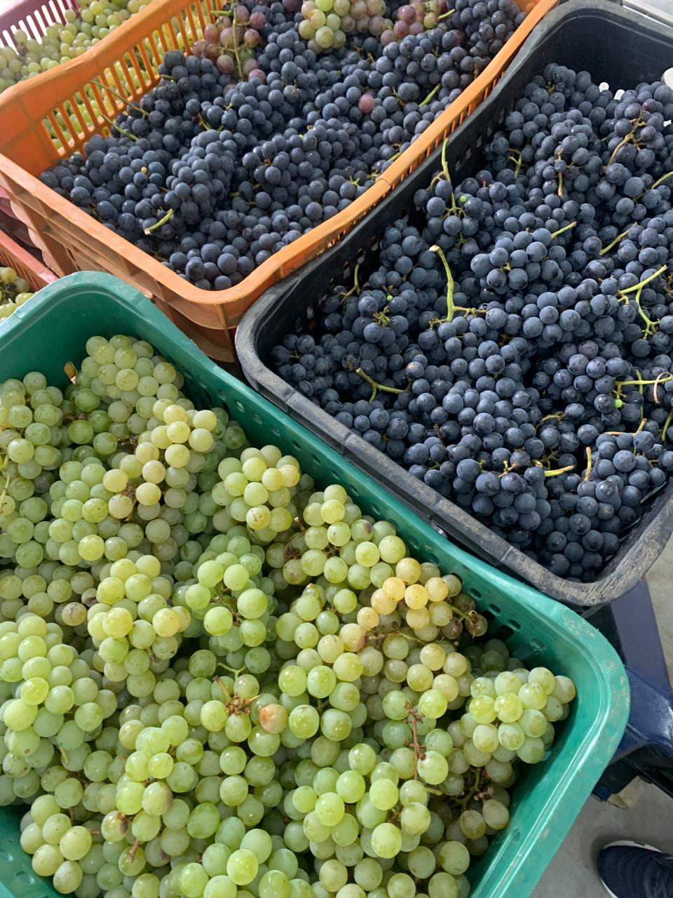 Prefeitura de Lages Programa de Aquisição de Alimentos conta com investimentos próximos à ordem de meio milhão de reais em Lages  