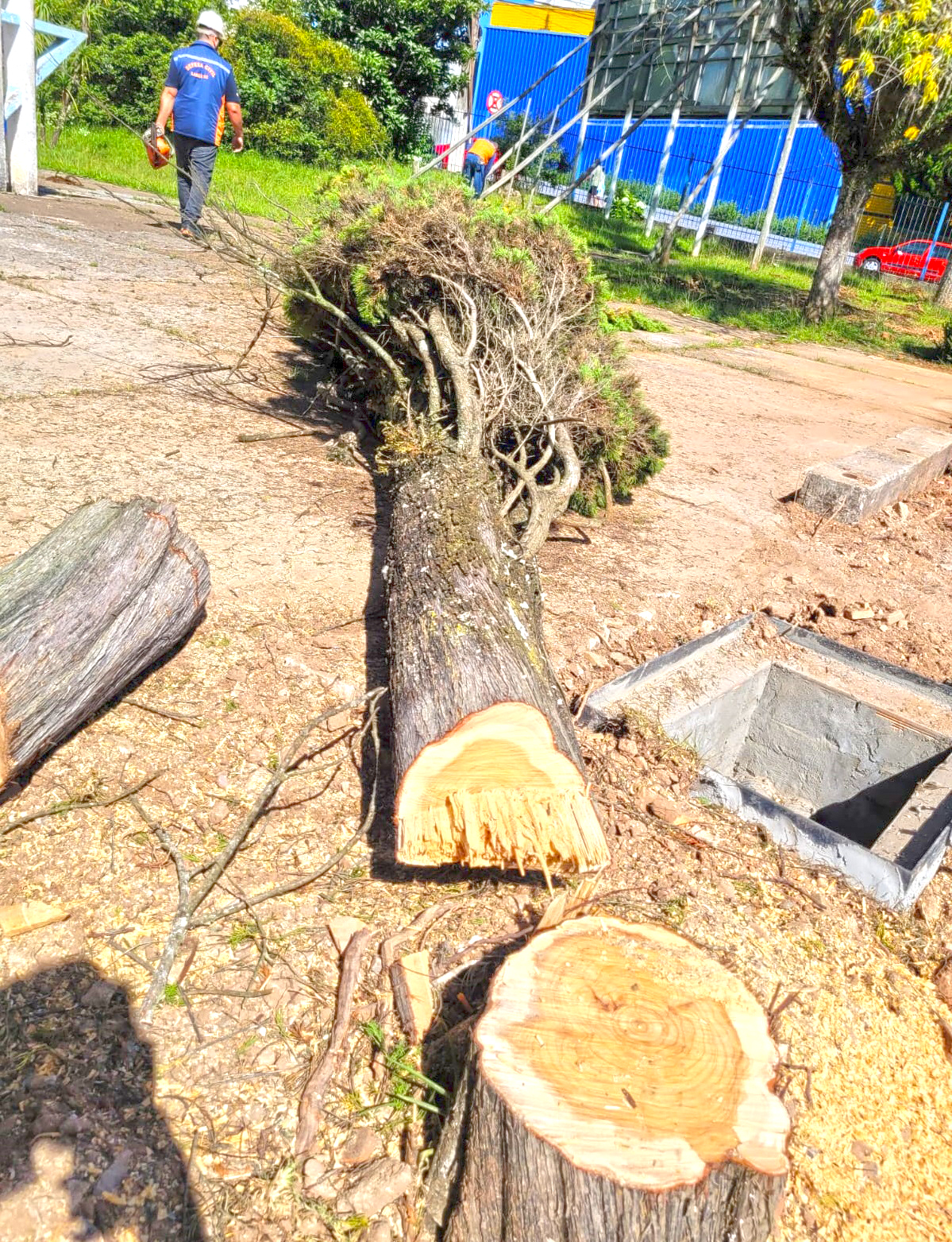 Prefeitura de Lages Supressão preventiva de árvore em unidade de ensino, executada pela Defesa Civil, extingue risco à integridade das pessoas e seu patrimônio e protege sua segurança em definitivo 