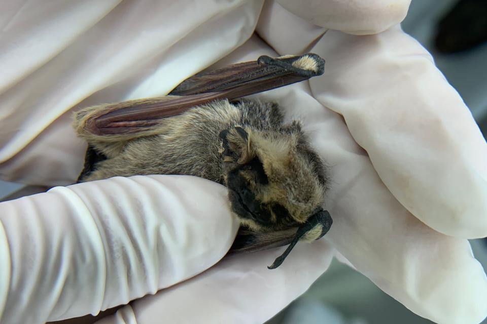 Prefeitura de Lages Vigilância orienta população sobre aparecimento de morcegos em Lages