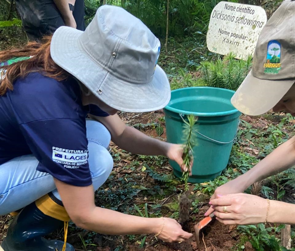 Prefeitura de Lages Prefeitura inicia plantio compensatório de araucárias retiradas da Avenida Presidente Vargas