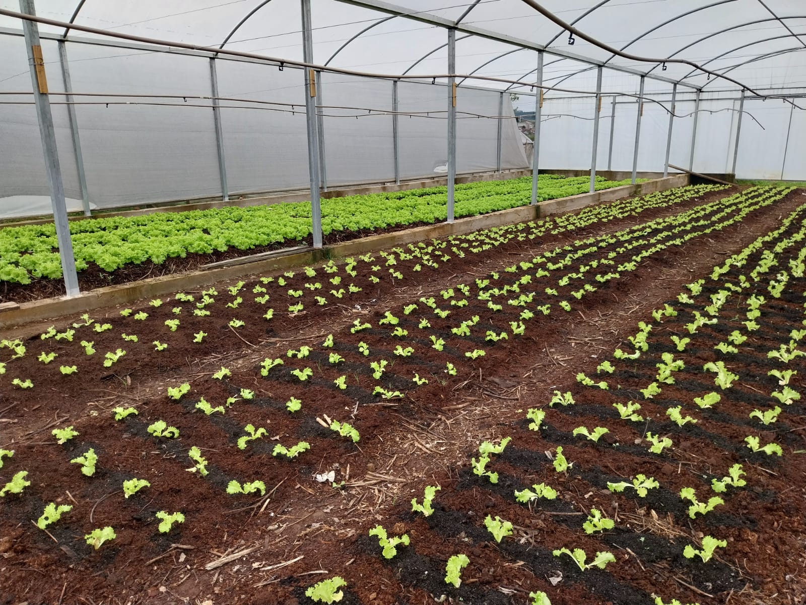 Prefeitura de Lages Associação dos Agricultores Familiares de Lages é assessorada pela Secretaria da Agricultura, Pecuária e Pesca