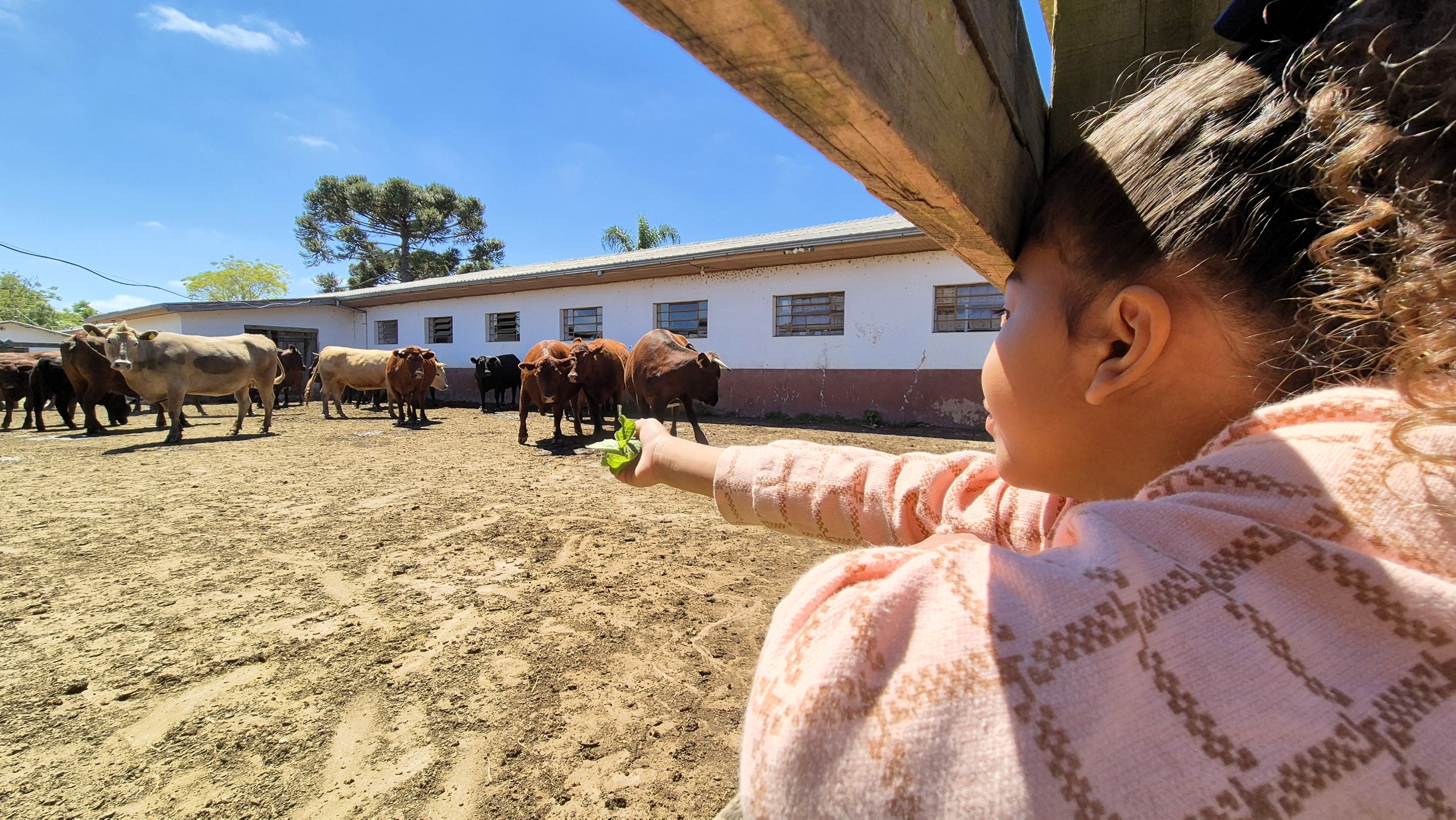 Prefeitura de Lages Crianças do Ceim Leonina Rodrigues da Costa visitam a Epagri e vivem a ciência ao lado de casa